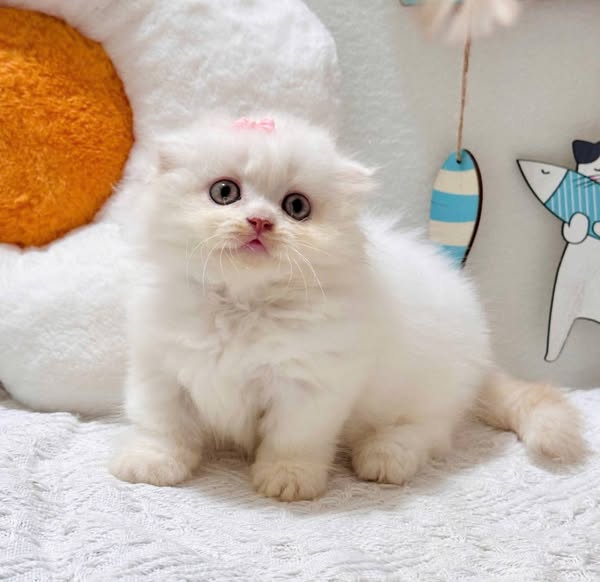 Munchkin Fold Longhair
