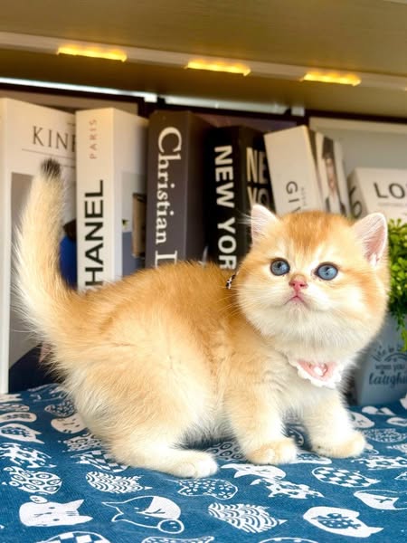 British Shorthair