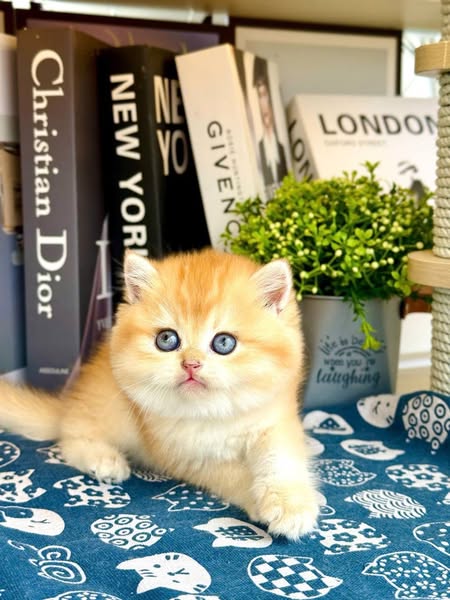 British Shorthair