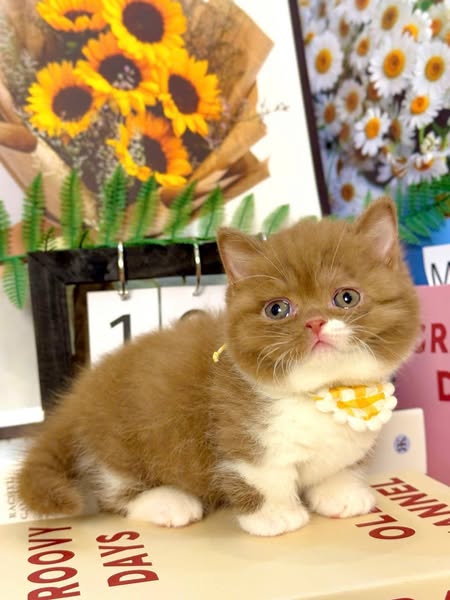 Munchkin