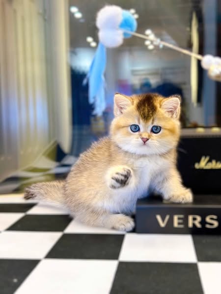 British Shorthair