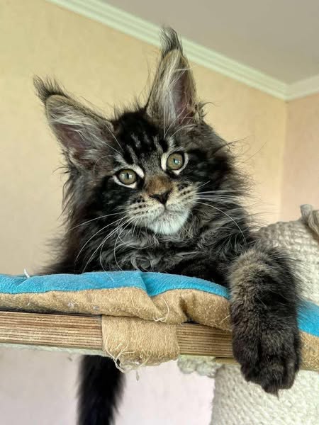 Maine Coon