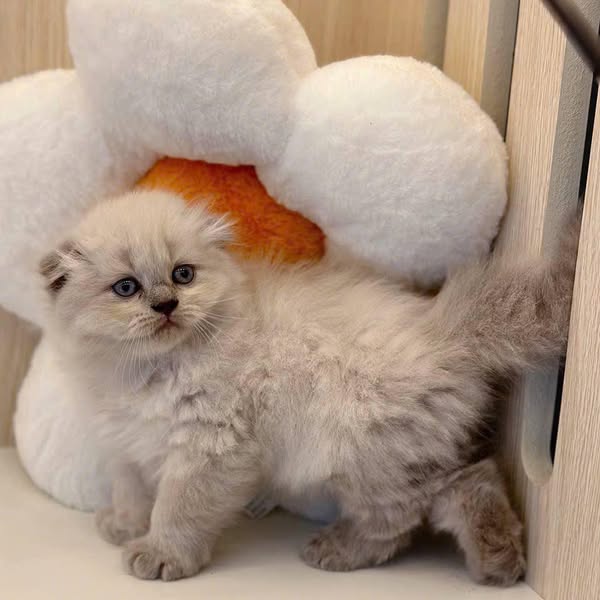 Scottish Fold Longhair