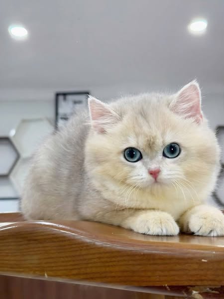 British Longhair