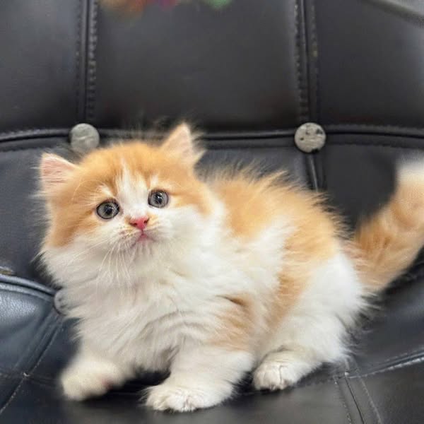 Munchkin Longhair