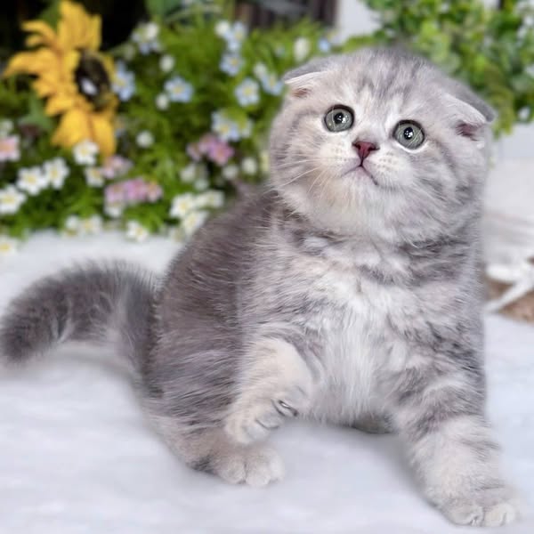 Scottish Fold