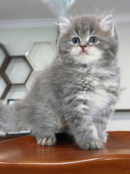 British Longhair