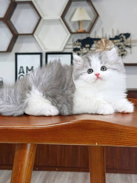 British Longhair
