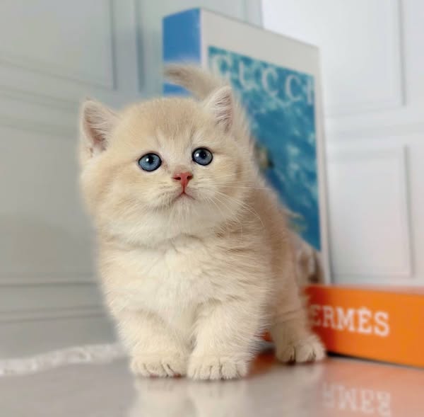 Munchkin