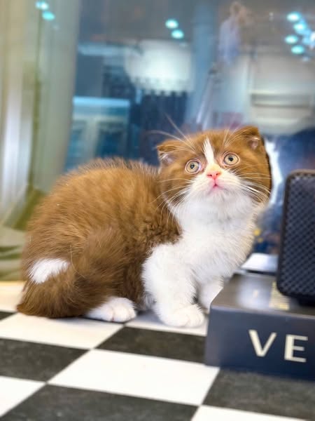 Scottish Fold