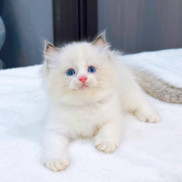 Ragdoll