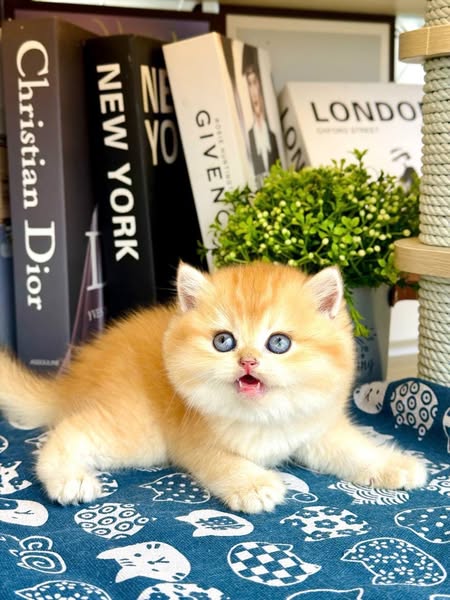 British Shorthair