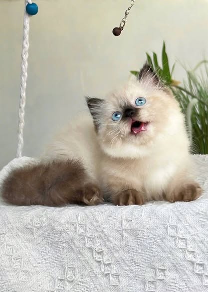 Munchkin Longhair