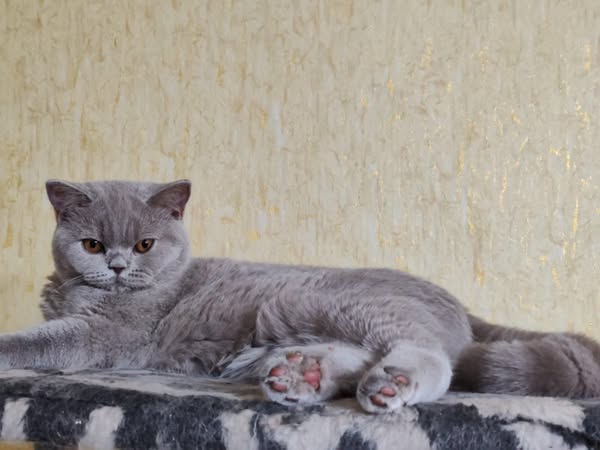British Shorthair