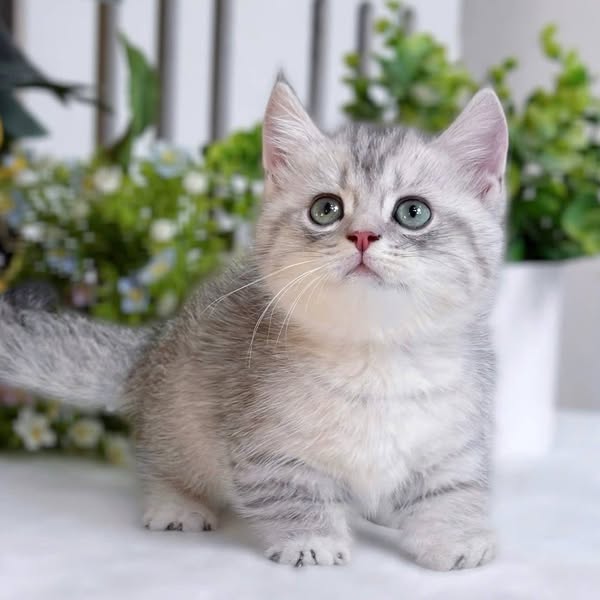 Munchkin