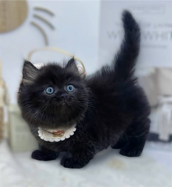 Munchkin Longhair