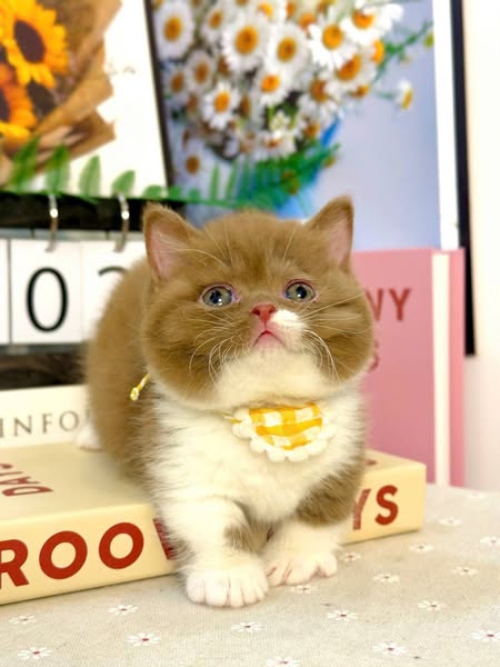 Munchkin