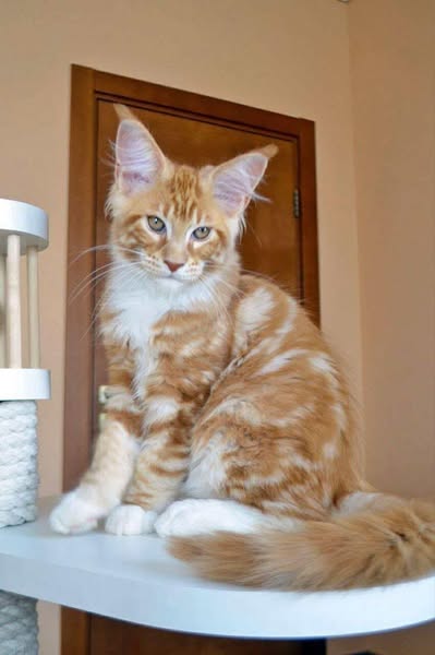 Maine Coon