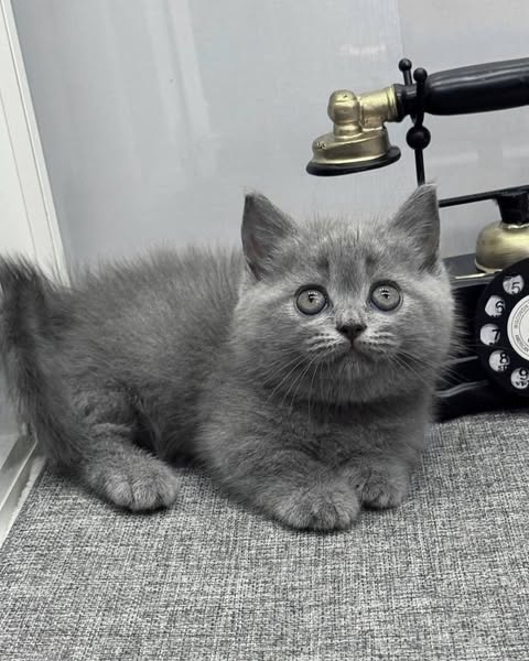 Munchkin