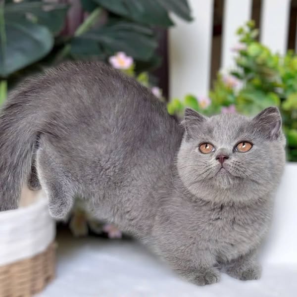 Munchkin Fold