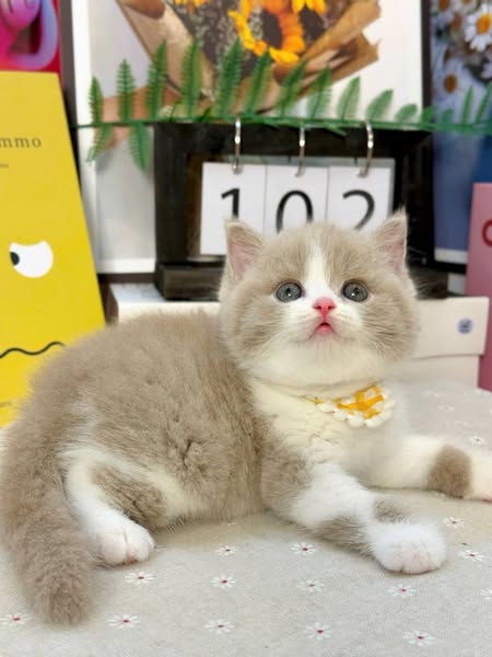 British Shorthair
