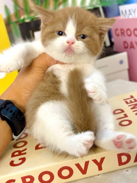 British Shorthair