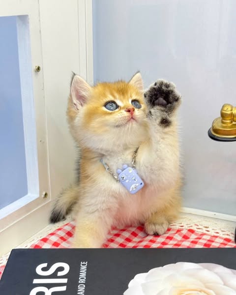 British Shorthair