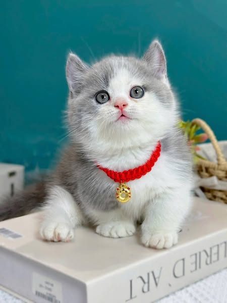 Munchkin