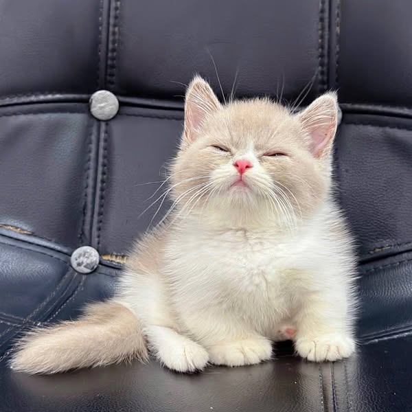 Munchkin