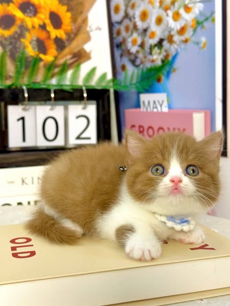 British Shorthair