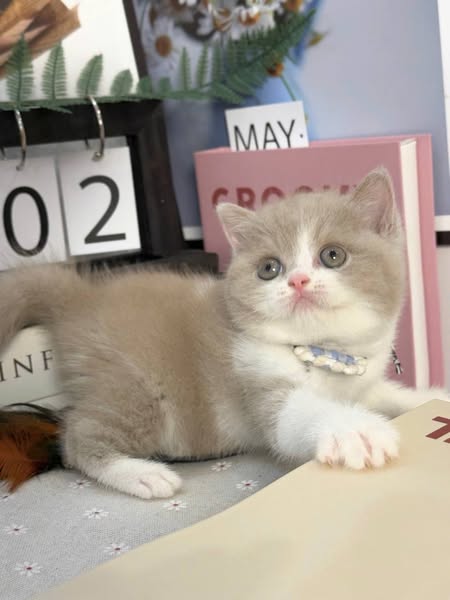 British Shorthair