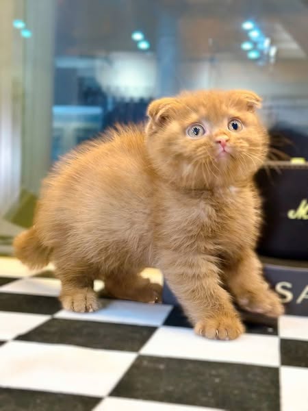 Scottish Fold