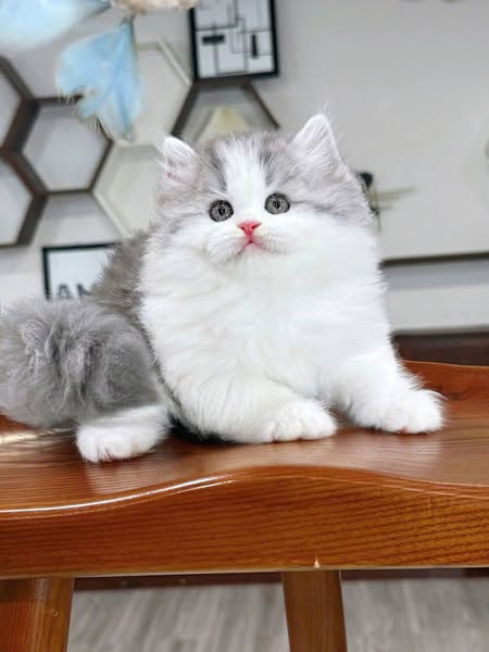 British Longhair