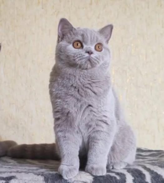 British Shorthair