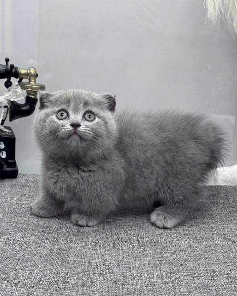 Munchkin Fold