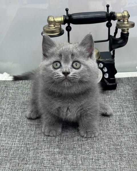 Munchkin