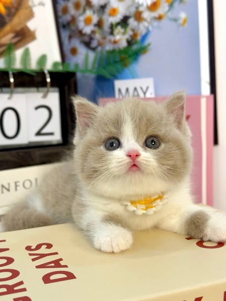 British Shorthair