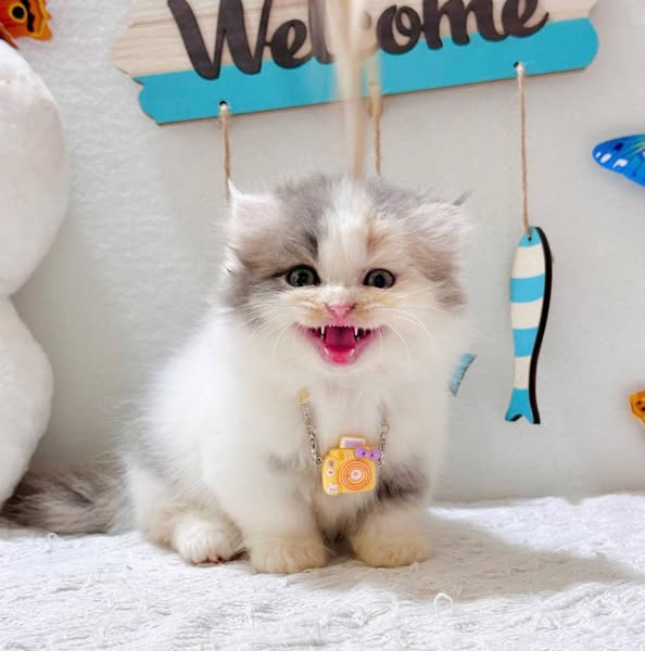 Munchkin Fold Longhair
