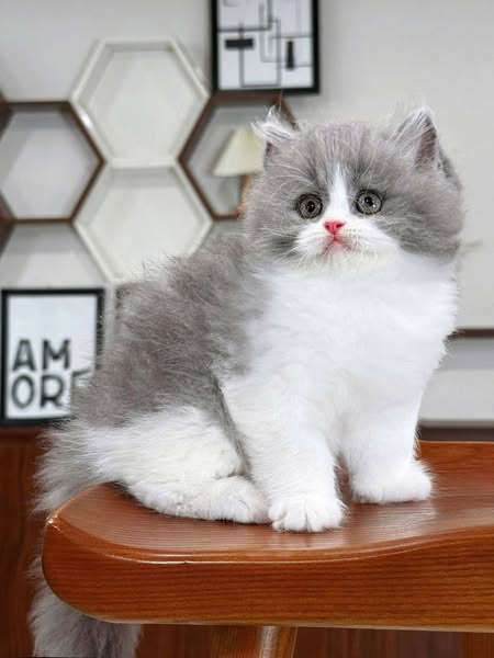 British Longhair