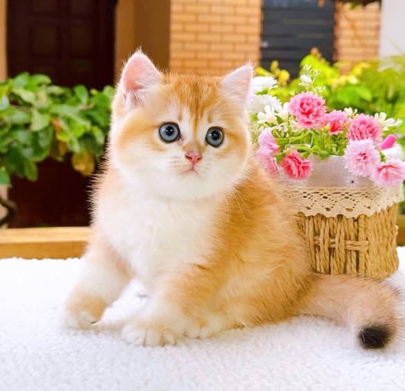 British Shorthair
