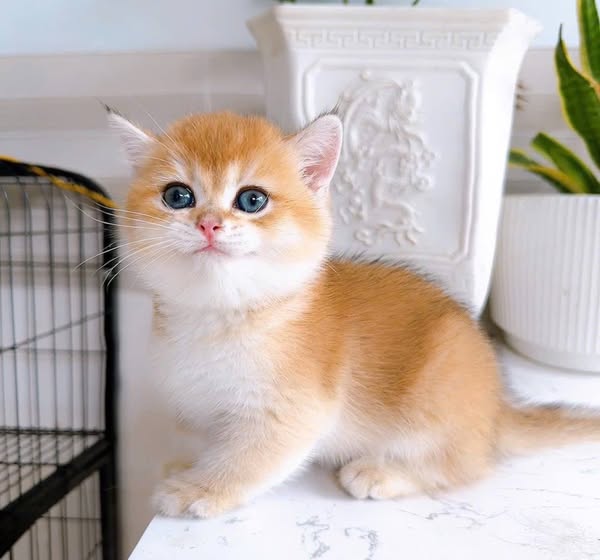 British Shorthair