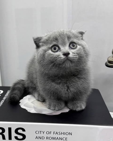 Munchkin Fold