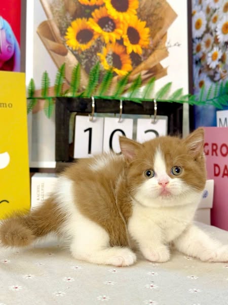 British Shorthair