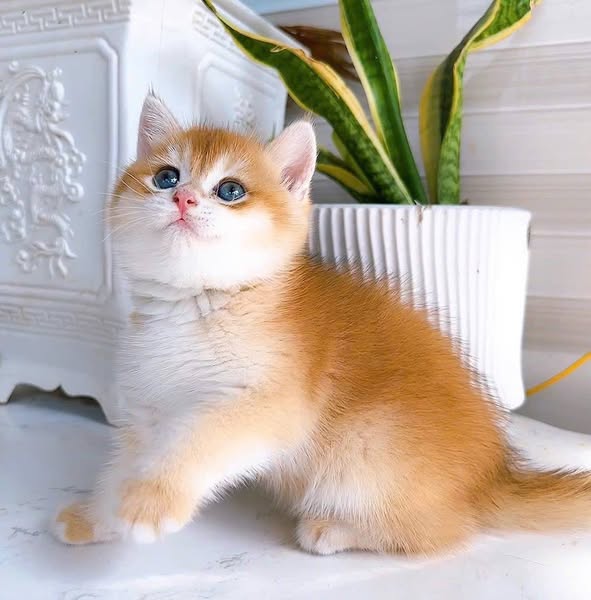 British Shorthair
