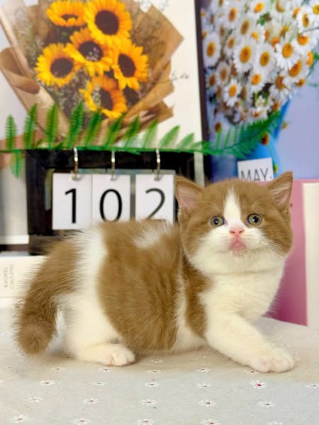 British Shorthair