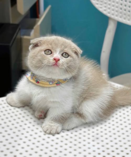 Munchkin Fold