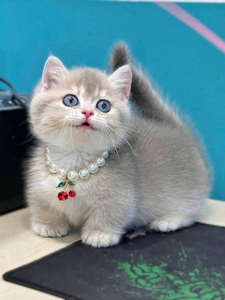 Munchkin