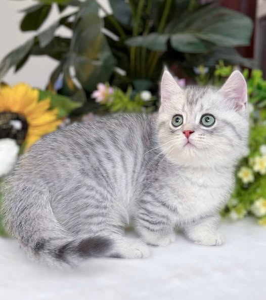Munchkin