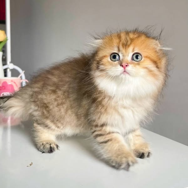 Scottish Fold