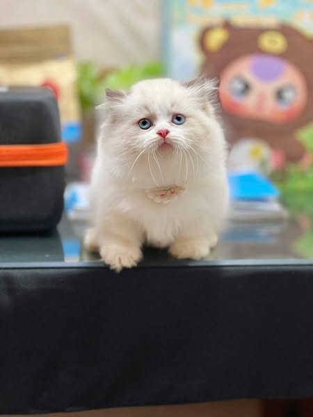 Munchkin Longhair